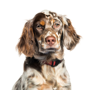 "Hooperle" - Hoopers Agility Anfänger Juli