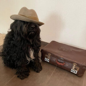 UrlaubsFit – entspannt unterwegs mit Hund